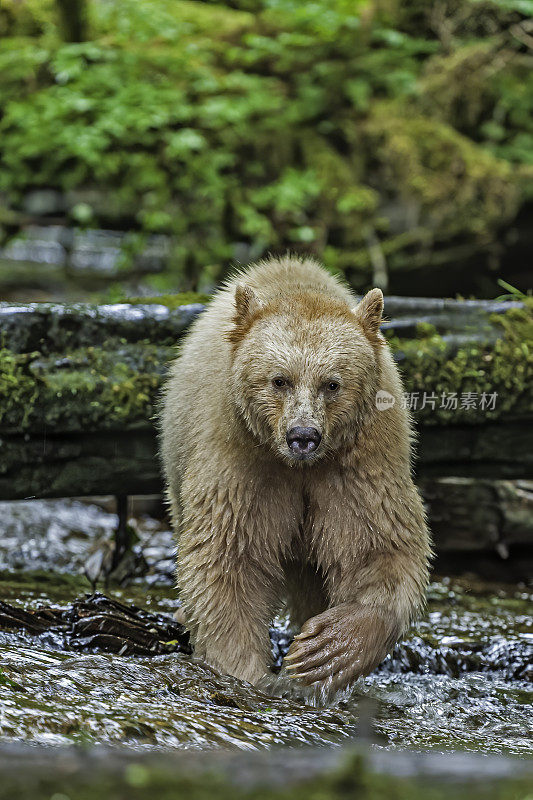 柯莫德熊(Ursus americanus kermodei)，也被称为“白灵熊”或“鬼熊”，是生活在不列颠哥伦比亚省中部海岸的美国黑熊的一个亚种。